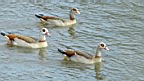 20130418_01 Nilgans.JPG